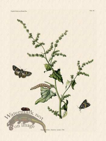 Wilkes Butterflies 042